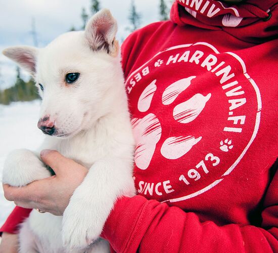 Ferien mit Hundeschlitten in Lappland © Harriniva